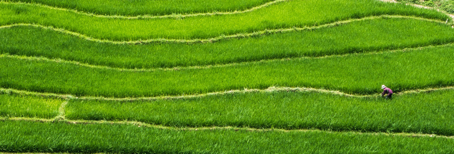 Rizières de Sapa, Vietnam